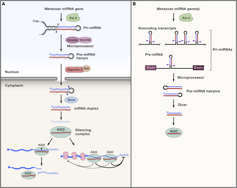 microRNA biogenesis