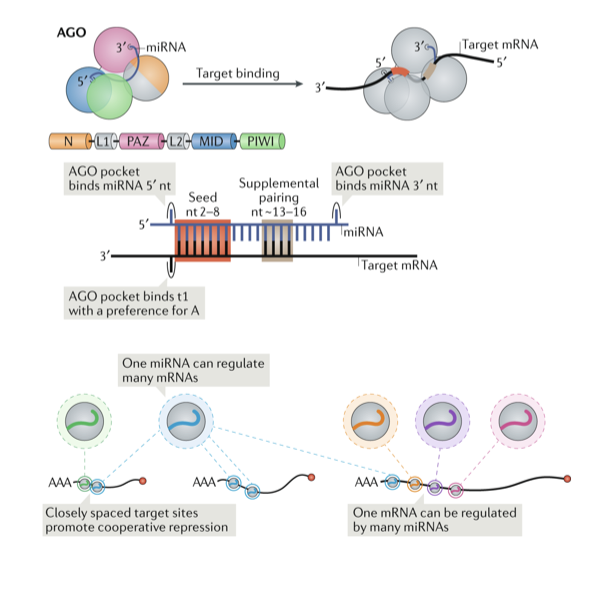 microRNA function