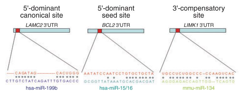 microRNA seed types
